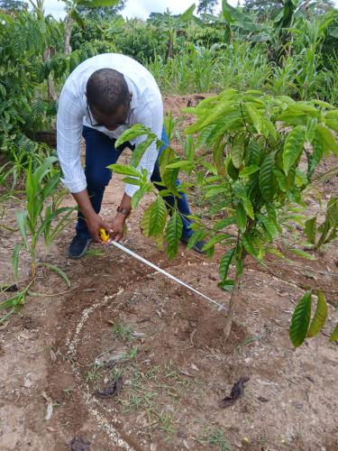 Côte d'Ivoire: Filière Cafe-Cacao/ Une structure lance le recrutement et le  Renforcement des Capacités des Acteurs 